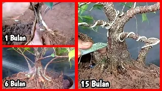 Making a ficus microcarpa bonsai tree split stem from stem cuttings