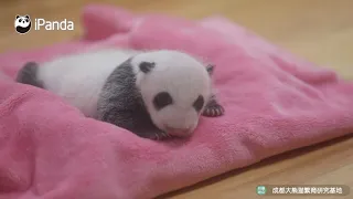 Детеныши панды, родившиеся в 2022 году