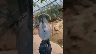 Crested pigeon’s mating display just for me 🤪💗#birds #crestedpigeon #cuteanimals #zookeeper