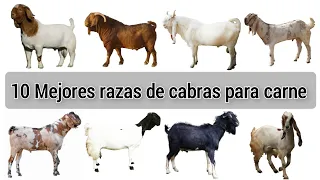 10 mejores razas de cabra para carne del mundo