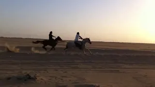 15- 10 -2010  - الخيل العربي -  مالك الهزاع