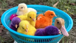 Catch Cute Chickens, Colorful Chickens, Rabbits, Cats, Swans,Ducks,Betta Fish,Turtle,Cute Animals