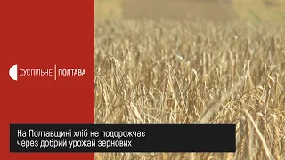 На Полтавщині хліб не подорожчає через добрий урожай зернових