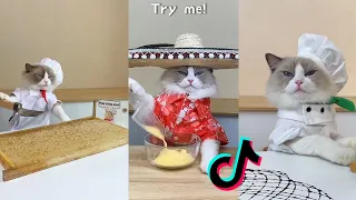 That Little Puff | Cats Make Food 😻 | Kitty God & Others | TikTok 2024 #3