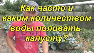 Как правильно поливать капусту. Всё о поливе капусты.