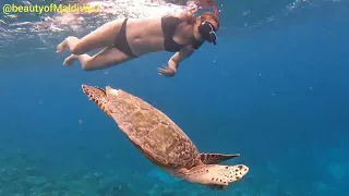 beach Cottage Rasdhoo Snorkeling with shark 🦈🦈 turtle 🐢🐢 eagle Ray dolphin 🐬🐬🐬