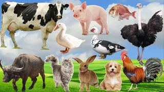 Farm Animals Name Sounds Cow, Dog, Chicken, Fish, Cat, Buffalo, Pig, Ostrich, Duck | Animals Cute