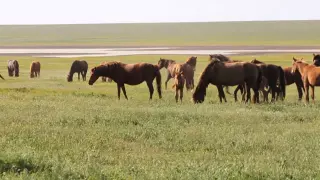 Дикие лошади Ростовской области