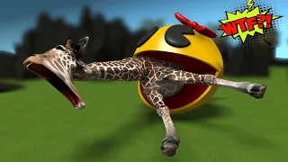 Giraffe Vs Pac Man, Funny story