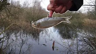 I Had to Fish Dead Bait in This Wild Forgotten Pond