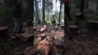 Young buck vs Old man splitting wood race