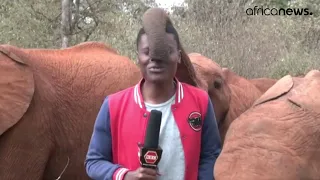 Baby elephant interrupts Kenyan journalist during a television report