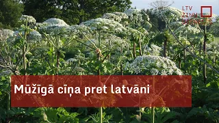 Mūžīgā cīņa pret latvāni