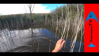 Лов КОРОПА в ОЧЕРЕТІ . Catching carp in the bushes