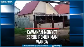 Viral Kawanan Monyet Serbu Pemukiman Warga