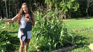 How I grow almost 300 Ears of corn in a 12'x4' raised bed in a single season