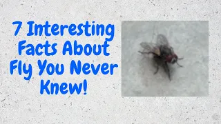 7 Interesting Facts About Fly You Never Knew #Fly #Flies