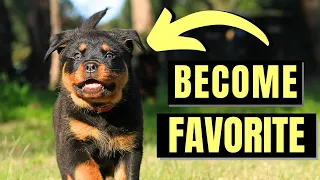 7 Ways Rottweilers Choose Their Favorite Person