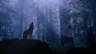 Вой волков | Звуки для расслабления и глубокого сна