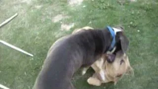 a vicious dog killed my dog... must see ...