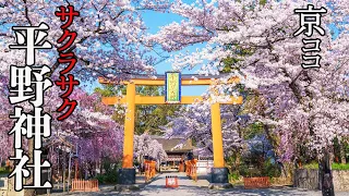 【京都おすすめ】サクラサク 平野神社2022【京のココ見といやす】【京都観光旅行】