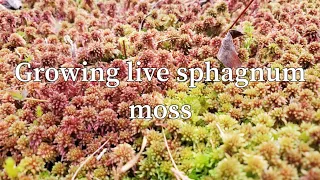 The EASIEST way to grow live sphagnum moss