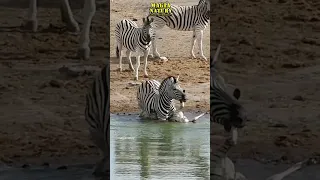 Dzieciobójcza Zebra