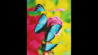 💙🦋Blue Butterfly Meaning🦋💙 | Why We See Blue Butterfly💙🦋 |Spiritual Meaning💙🦋