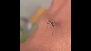 poor mosquito can't drink blood
