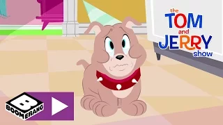 Gateau d'anniversaire | Tom et Jerry Show | Boomerang