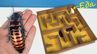 Huge hissing cockroaches in the maze! Who will find food first?