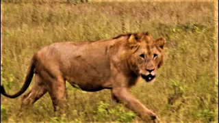 ZAZA is HUGE for his age! Young Male Lion Becomes Bigger! Kruger National Park! #lion #lions
