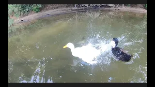 Alligator Gar Attacks Ducks While Fishing