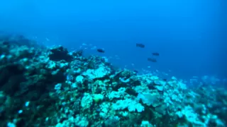 NOUVELLE CALÉDONIE : la plongée sous-marine à Nouméa