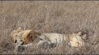 The Injured Orpen Male is Hanging On by a Hair! | On the Beat in the Manyeleti #116