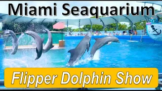 Flipper Dolphin Show Miami Seaquarium || Top Deck Dolphin Show ||