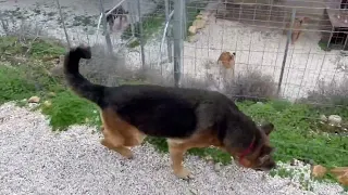 The 2 dogs free in the shelter ❤️they are not getting on well together ❤️ δεν τα πάνε καλά μαζί