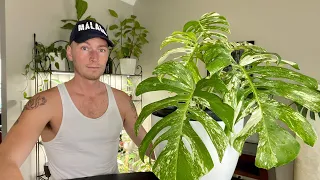 Converting albo Monstera from soil to LECA! Crazy roots! | URBAN FARMBOYS