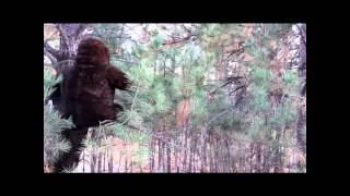 Bigfoot Caught on Video Pooping