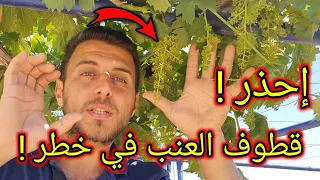 قد تخسر محصول العنب بأكمله هذا العام اذا ارتكبت أحد هذه الأخطاء فاحذرها !