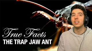 Reacting to zefrank1's True Facts: Trap Jaw Ants