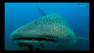 Galapagos Shark Diving Dive Liveaboard August 2020