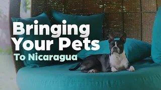 Bringing Your Pets to Nicaragua 🇳🇮