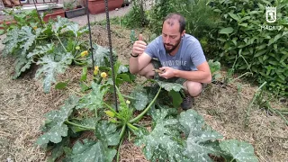 Programa de Huertos Urbanos. Video 8. El calabacín. Poda y entutorado.