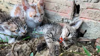 Poor Kitten Worried Because Her Sibling Is Showing No Sign Of Life!