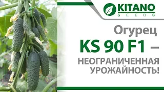 Огурец KS 90 F1 -  неограниченная урожайность!