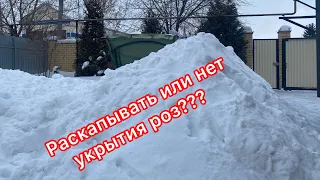 Розы. Раскапывать или нет укрытия роз???