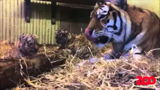 Tigerunger får bad af mor | Copenhagen Zoo