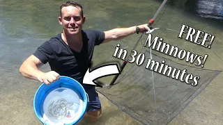 Easy Way to Catch Minnows! Free! Best Way? Fast! Minnow Trapping! - How to Use Umbrella Net