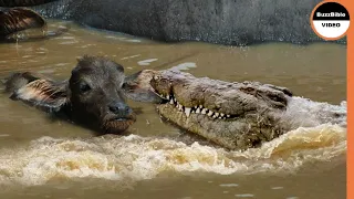 Baby Buffalo Has No Chance To Survive Against Crocodiles